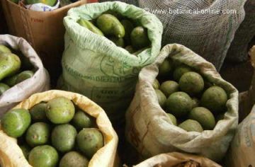 Different types of avocados