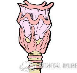 Drawing of the thyroid