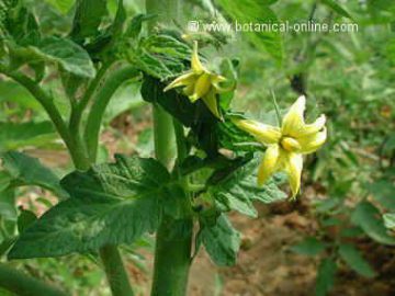 tomato plant