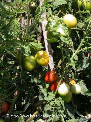 Cultivated tomato on cane tutors
