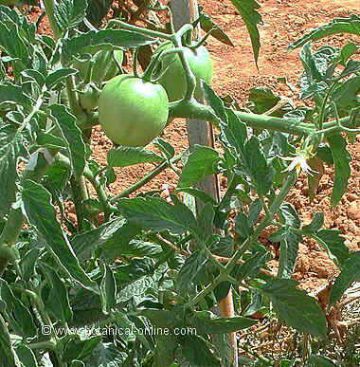 Tomato plant with green tomatoes