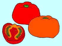 Tomatoes