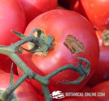 tomato blight