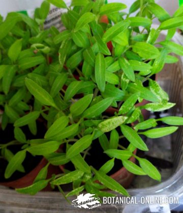 Tomato seedlings