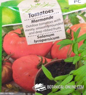 Selected tomato seeds