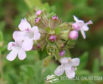 thyme flowers