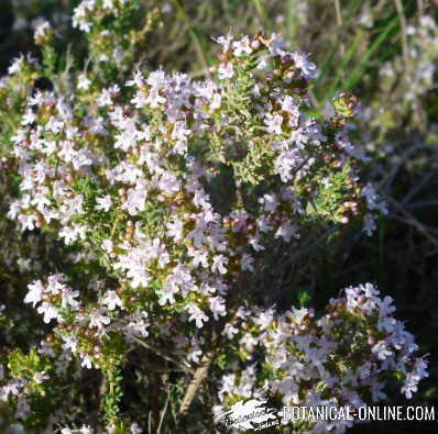 thyme plant