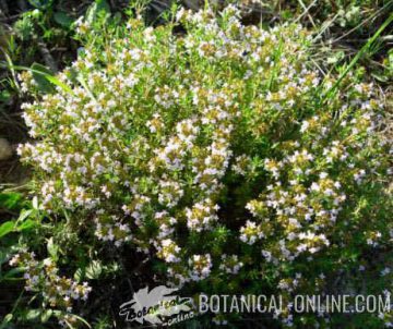 wild thyme