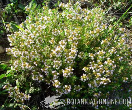 thyme flowers