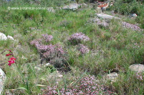 Photo of thyme in the countryside