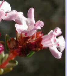 Photography of thyme flowers