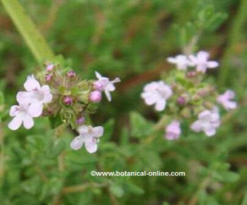 Bilabiate flowers of thyme