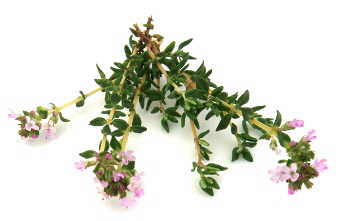 Thyme branch