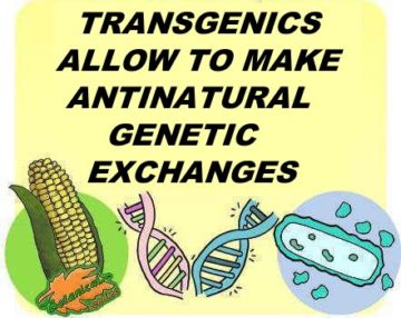 transgenic soy