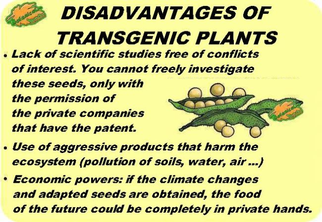 disadvantages of transgenic plants