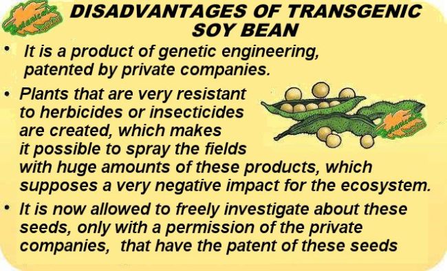 disadvantages of transgenic soy bean