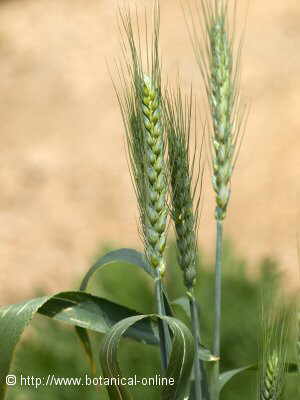 cereals plants