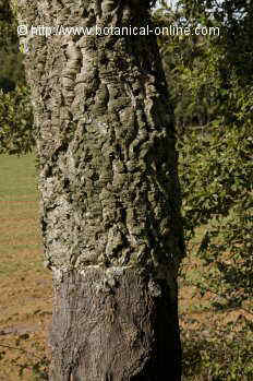 Quercus suber L. trunk with cork