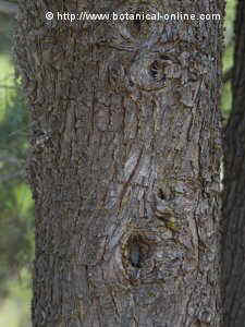 cypress trunk