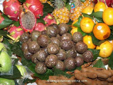 Tropical fruits