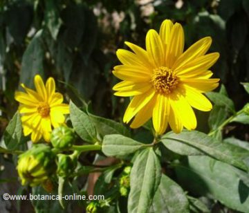 Jerusalem artichoke flower.