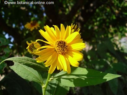 helianthus tuberosus