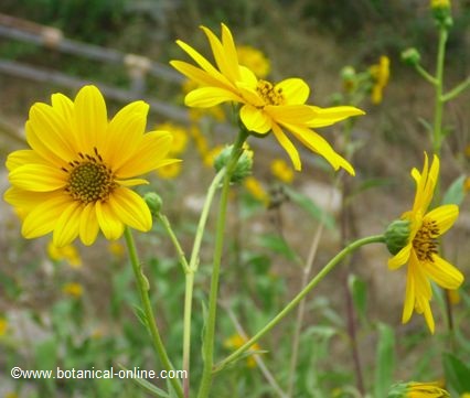 jerusalem artichoke