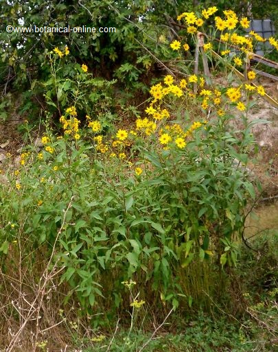 Jerusalem artichoke plant