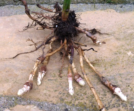 Jerusalem artichoke roots