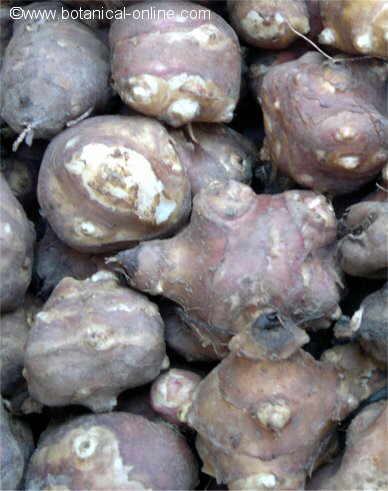 Jerusalem artichoke tubers