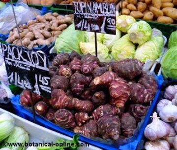 Jerusalem artichoke tubers