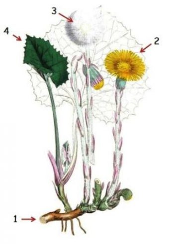 Ilustracion botanica 