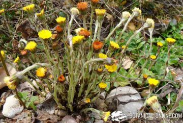 coltsfoot plant