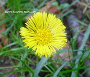 Coltsfoot flower