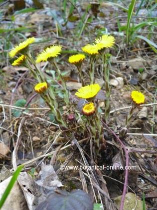 coltsfoot