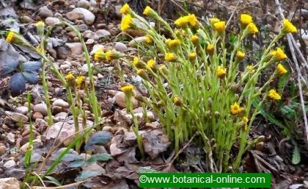 coltsfoot