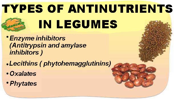 Types of antinutrients in legumes