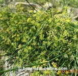 fennel flowers