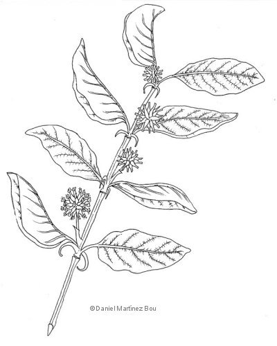 Illustration of cat's claw (Uncaria tomentosa)