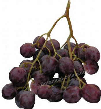 grapes