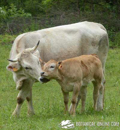 cow with her calf