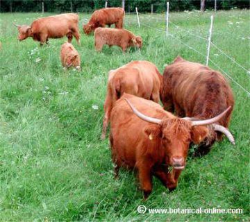 Scottish breed cows