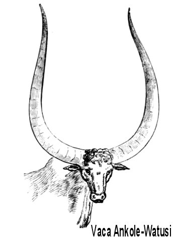 Ankole-Watusi cow