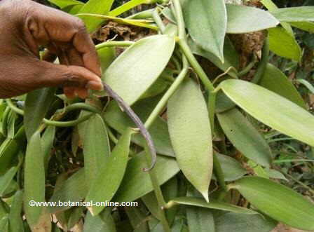 A detail of a vanilla pod