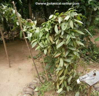 General aspect of a vanilla plant