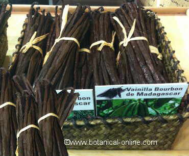 Vanilla fruits (pods) exposed in bunches.