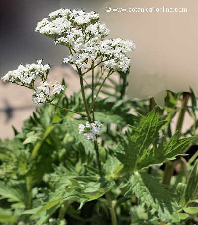 plant of common valerian