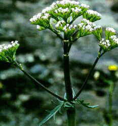 Valerian flowers