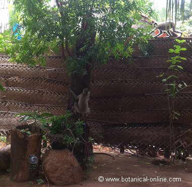 coconut palm fence