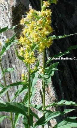 Goldenrod plant